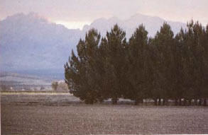 Archer Eldarica Afghan Pine developing wind break